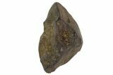 Triceratops Shed Tooth - Montana #98340-1